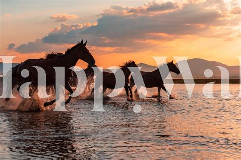 Water Horses wallpaper | Happywall