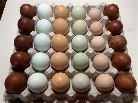 black copper marans egg color chart 4