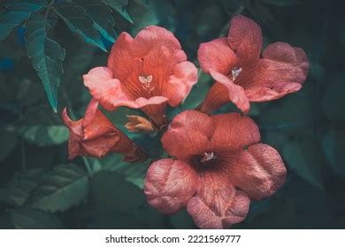 Vibrant Trumpet Vine Bloom Photographed Arboretum Stock Photo ...