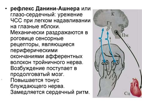 Физиология сердца. (Лекция 5.1) - презентация онлайн