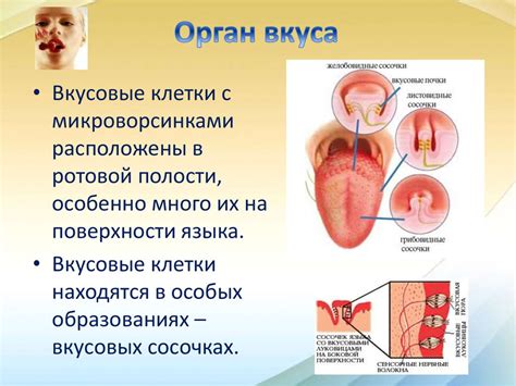 Органы осязания, обоняния и вкуса - презентация онлайн