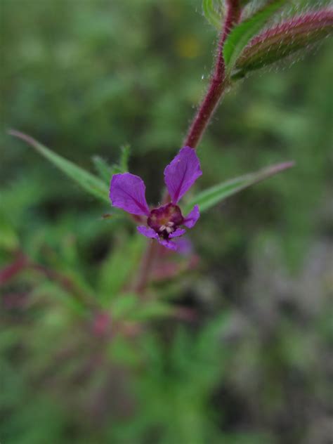 Sow Wild Natives-Clammy Cuphea (Cuphea viscosissima)