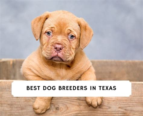 10 Best Dog Breeders in Texas!