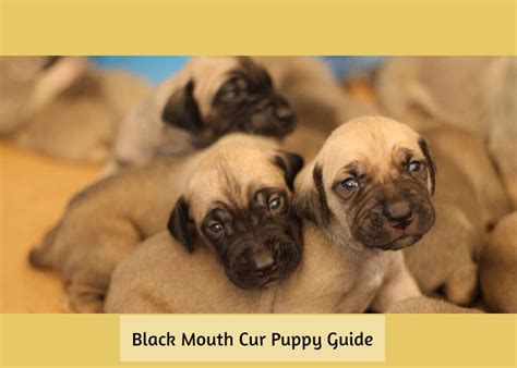 Black Mouth Cur Puppy Guide