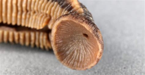 What Do Leeches Eat? - A-Z Animals