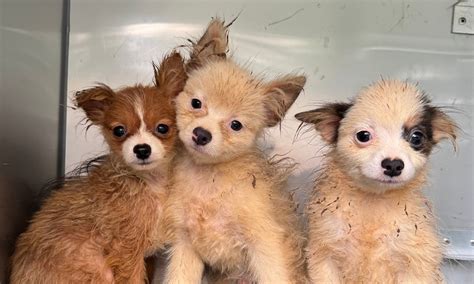 More families will choose to adopt a puppy in the coming year 32