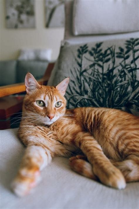 Tabby Cat Behavior: A Closer Look into Their Unique Personalities