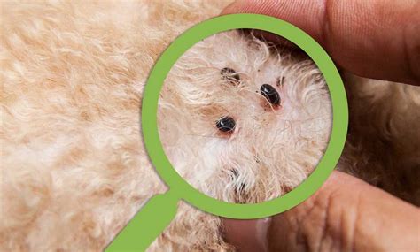 Woher kommen Milben beim Hund? Ursachen und Behandlung - Haustiereleben