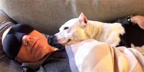 Patrick Stewart Just Took In A New Foster Pit Bull - The Dodo
