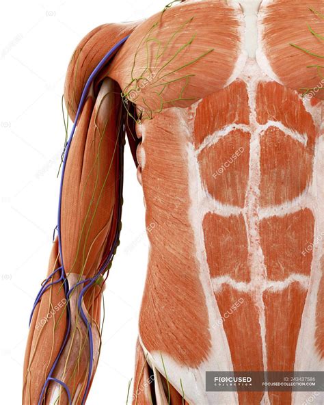 Upper Arm Anatomy