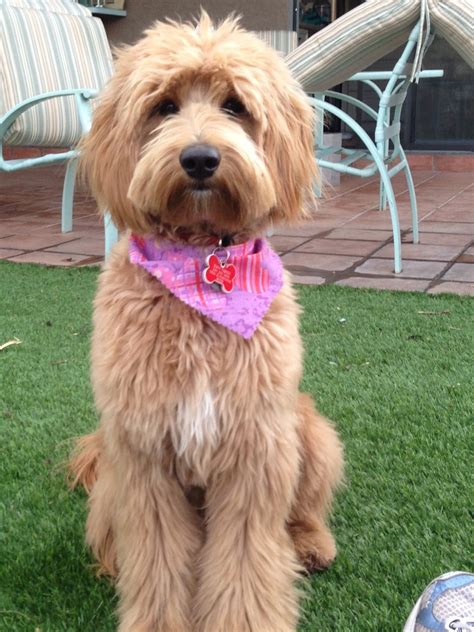 BBird's GroomBlog: GROOMING NEEDS OF THE AUSTRALIAN LABRADOODLE