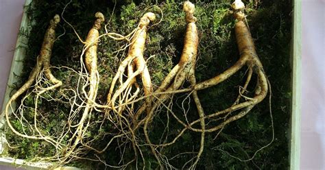 Ginseng | Nepgyogyaszat.com
