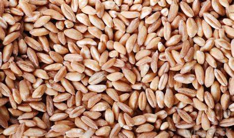 Farro - One of The Healthiest Grains You Can Consume