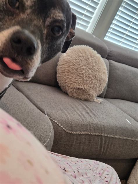 Purple Pet Nanny | Medford OR