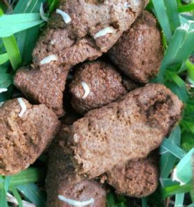What Kind Of Worms In Dogs Look Like Rice