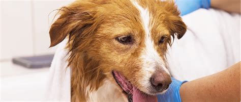 Canine Atopic Dermatitis: Updates on Diagnosis and Treatment | Today's ...