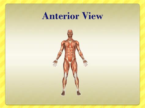 PPT - Anatomy Basics PowerPoint Presentation, free download - ID:1982539