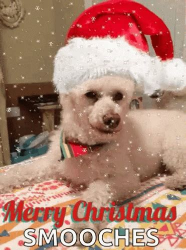 Christmas Dog GIF - Christmas Dog - Discover & Share GIFs