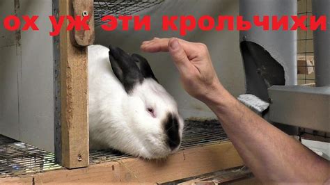 КРОЛЬЧИХИ НЕ ХОТЯТ СПАРИВАТЬСЯ КРОЛЬЧИХИ НЕ ПРИХОДЯТ В ОХОТУ Кролики ...