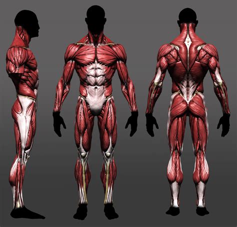 Anatomy study update by mojette on DeviantArt