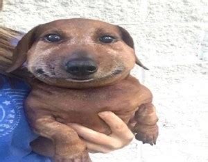 Create meme "stung by the wasp, dog got stung by a bee" - Pictures ...