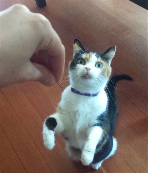 Kitten Socialization & Training – maueyes