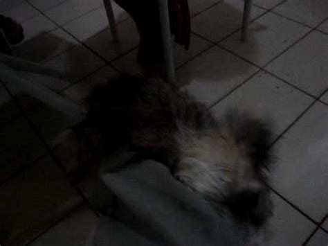 masturbação de cachorro - YouTube