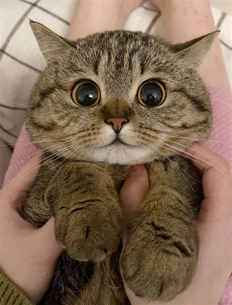 Cute Cat With Big Eyes
