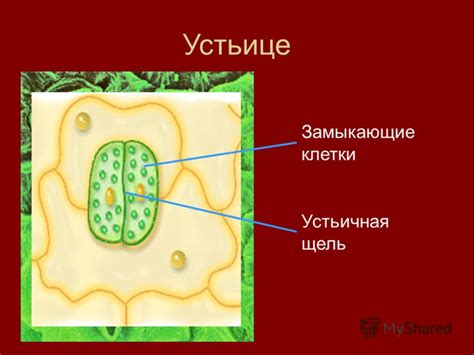 Презентация на тему: "Клеточное строение листа.". Скачать бесплатно и ...