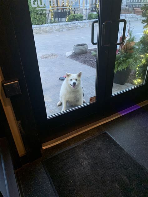 Does anyone know what type of dog this is? : r/DOG