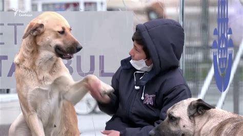 У Стамбулі бездомні собаки отримали головні ролі в новому фільмі