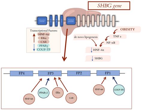 New Insights in the Diagnostic Potential of Sex Hormone-Binding ...