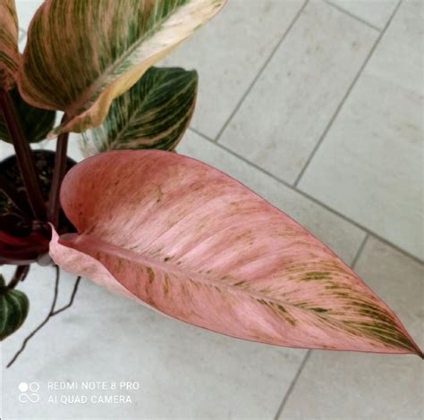 philodendron Birkin Pink (фото Ольги) | Цветоводство