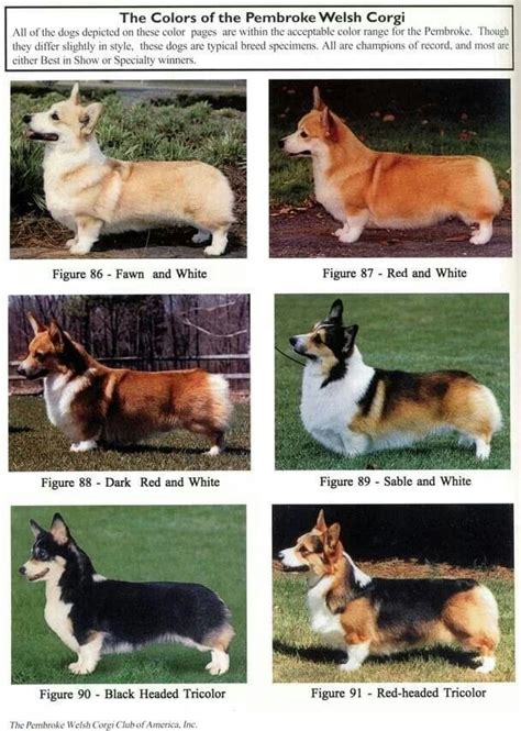 Corgi Facts - NORTH DAKOTA CORGIS