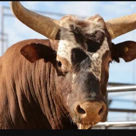 Bull Riding Wrecks for PBR Fans - YouTube