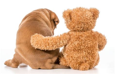 Cutest Teddy Bear-Looking Dog Breed You’ll Want to Adopt Now! - Hunter Games Magazine