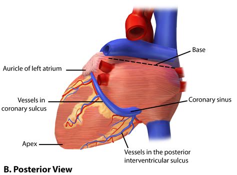 Blood Vessels Of The Heart Anterior View