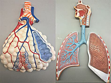 Respiratory System Model