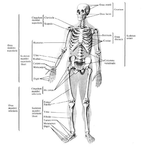 Кости (Остеология - Osteologia)