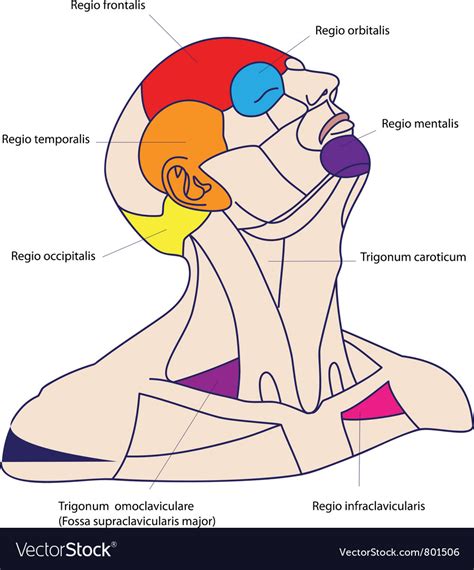 Areas of the human head Royalty Free Vector Image