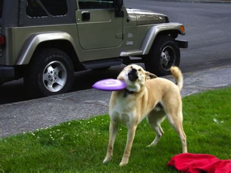 23 Perfectly Timed Dog Photos - Dose of Funny