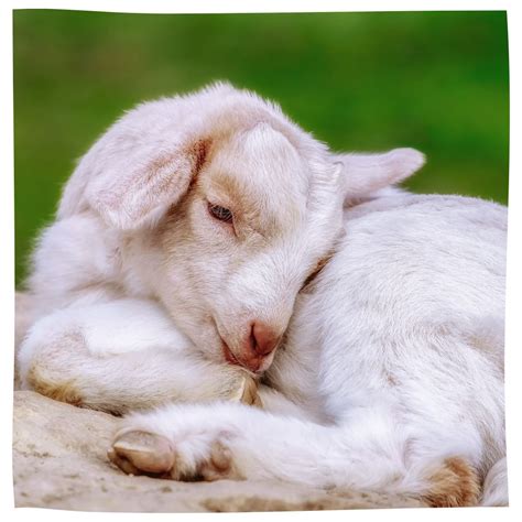 Large Animal Exams In Windham, ME 04062 | North Windham Veterinary Hospital