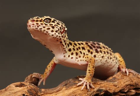 Leopard Gecko