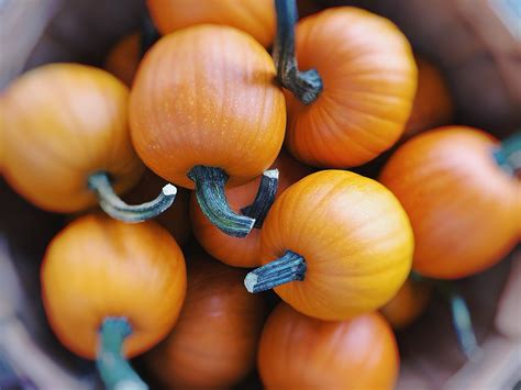 pumpkins fall autumn  photo  pixabay