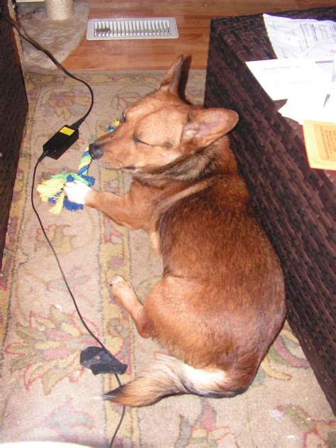 Dorgi - Pet Your Dog