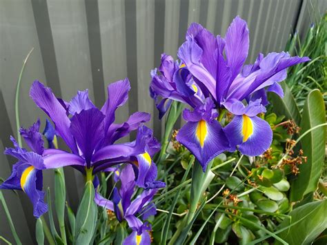 Iris Plant Benefits at Michael Dalrymple blog