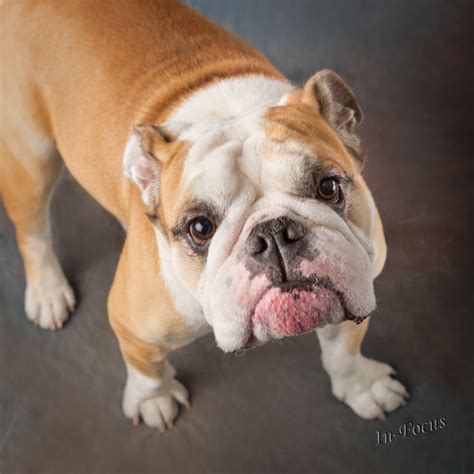 Why Are British Bulldogs So Expensive
