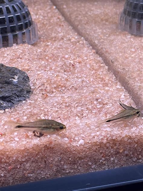 Taking the largest poop : r/corydoras