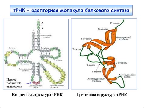 Биосинтез белков, трансляция. (Лекция 13) - презентация онлайн