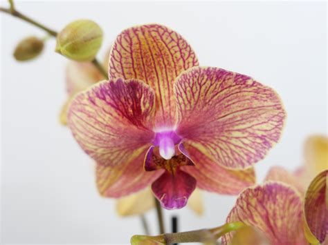 4" Double Stem Orange Phalaenopsis Orchid Plant in Black Ceramic Pot